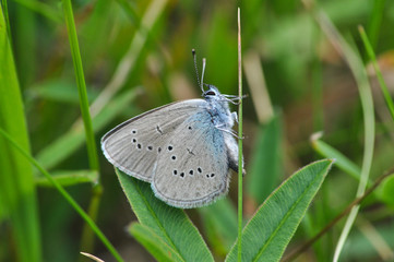 Obraz premium Cupido minimus, Small Blue butterfly. One of the smallest butterfly in Europe in natural habitat