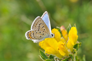 Common Blue butterfly - polyommatus icarus. Isolated butterfly on grass with a beautiful green background. 