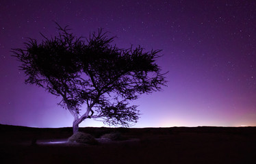 Obraz na płótnie Canvas Night landscape in long exposure, lonely big tree in the desert, stars picturesque background, deep purple sky with magic lightning view on the horizon line scenery, beautiful cover or wall paper