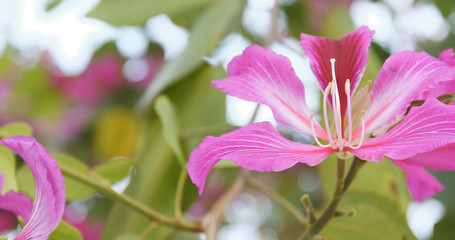 Pink bauhinia tree