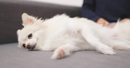 Woman massaging on cute Pomeranian dog lying on sofa