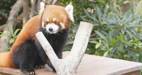 Naklejka premium Adorable Red panda in zoo park