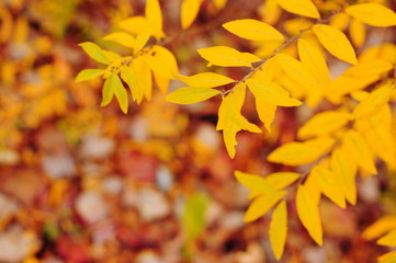 ユキヤナギの黄葉