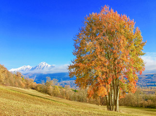 Fototapeta premium Poplars with golden yellow foliage in alpine mountain valley with snowy mountains