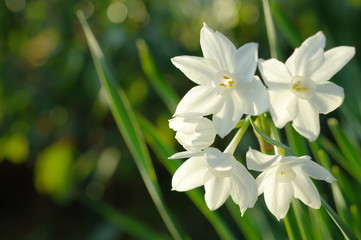 木漏れ日の中で咲く純白の水仙