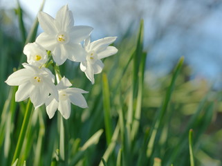 純白の水仙