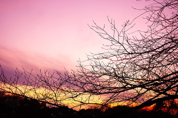 夕焼と落葉樹のシルエット