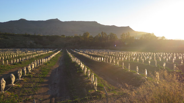 Small Young Fruit Trees Protected Against Frost