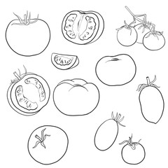 vector drawing tomatoes