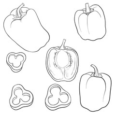 vector drawing sweet pepper