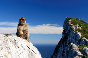 A marmoset is posing for the photographer in Gibraltar. Gibraltar is the only place in Europe where marmoset live in freedom.