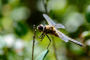 butterfly and dragonfly in summer forest