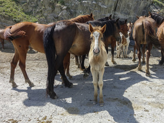 Obraz premium Horses with a foal looking at camera in the mountains