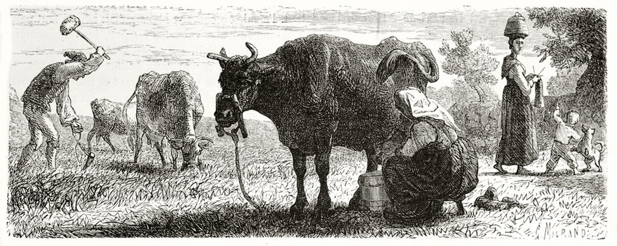 Ancient Danish Peasant Milking A Cow Outdoor On A Grass With Other Farmers On The Scene In Funen Island. Created By Frolich Published On Le Tour Du Monde Paris 1862