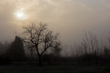 A tree and some other plants in the middle of mist, with faint sun filtering through some clouds