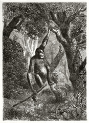 Old illustration of Orangutan hanging from a branch of a tree and holding a stick with the other hand in the forest Borneo. Created by Rouyer and Pierdon published on Le Tour du Monde Paris 1862 © Mannaggia