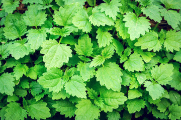 Texture of green leaves of nettle