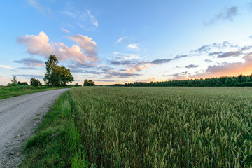 Obraz premium empty colorful meadows in countryside with flowers in foreground