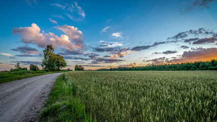 empty colorful meadows in countryside with flowers in foreground