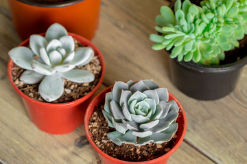 Succulent plants grouped on table