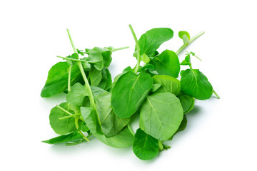Spinach isolated on white background