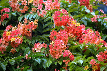 スリランカの花