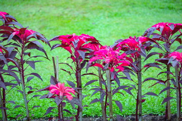 スリランカの花