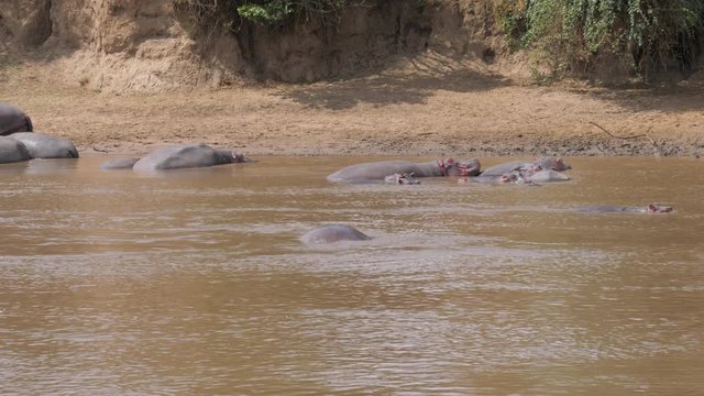 Hippos Resting On The Shore, Swim And Dive Under Water In The Mara River.