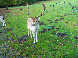 Red Deer Stag in autumn park