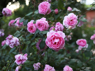 Lush flowering of a pink English rose 