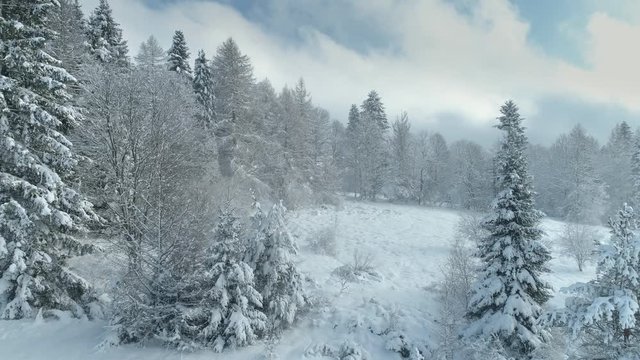 Aerial shot along the forrest among the Carpathian Mountains in winter 4K