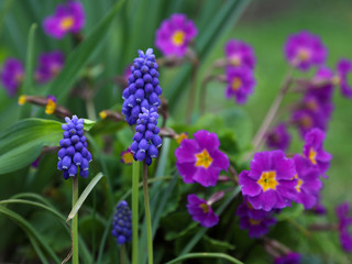 Fototapeta premium Blooming blue muscari and pink primrose in the spring garden.