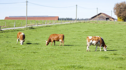 cow in the green grass