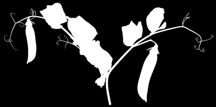 pea plant silhouette with two pods isolated on black