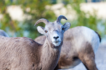Fototapeta premium Goats in Banff, Alberta
