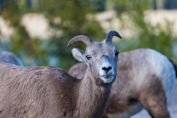 Goats in Banff, Alberta