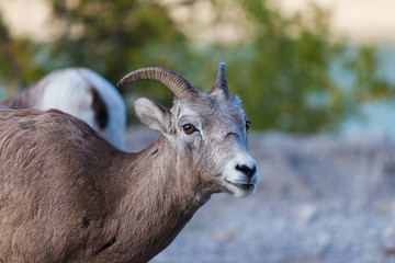 Fototapeta premium Goats in Banff, Alberta