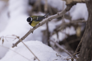 Big Titmouse sits on a tree