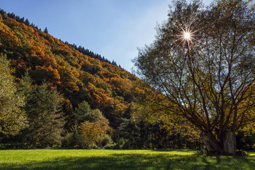 Herbstlandschaft