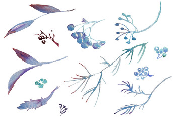 Collection of watercolor hand drawing winter rowanberry leaves