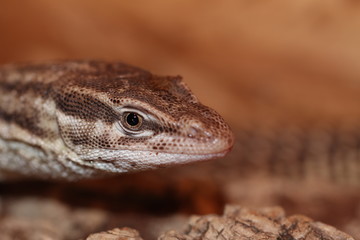 Varan à queue épineuse