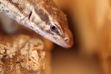 Varan à queue épineuse