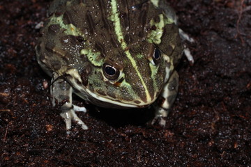 Grenouille Taureau