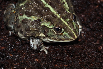 Grenouille Taureau