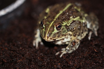 Grenouille Taureau