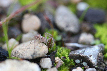 Araignée microscopique