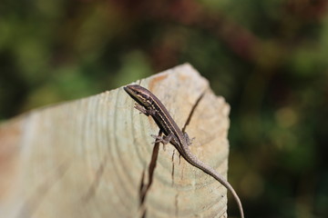 Bébé Lézard des murailles