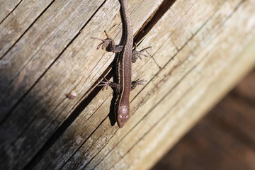 Bébé Lézard des murailles