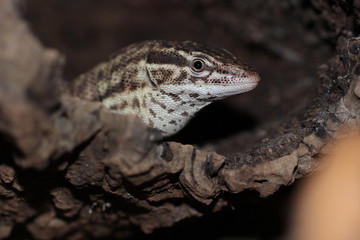 Varan à queue épineuse