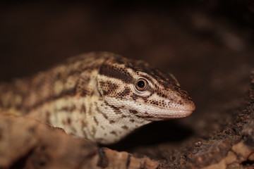 Varan à queue épineuse